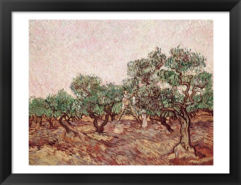 Framed Olive Pickers - picking Print