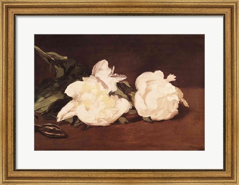 Framed Branch of White Peonies and Secateurs, 1864 Print