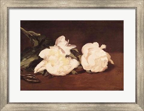 Framed Branch of White Peonies and Secateurs, 1864 Print