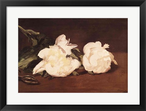 Framed Branch of White Peonies and Secateurs, 1864 Print