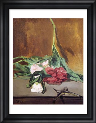 Framed Stem of Peonies and Secateurs, c.1864 Print