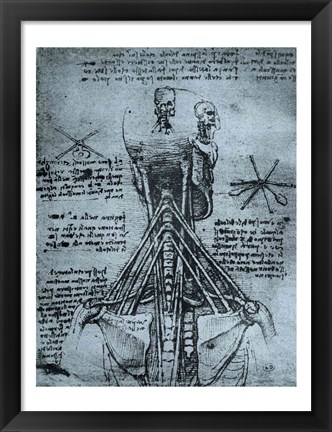 Framed Bone Structure of the Human Neck and Shoulder Print