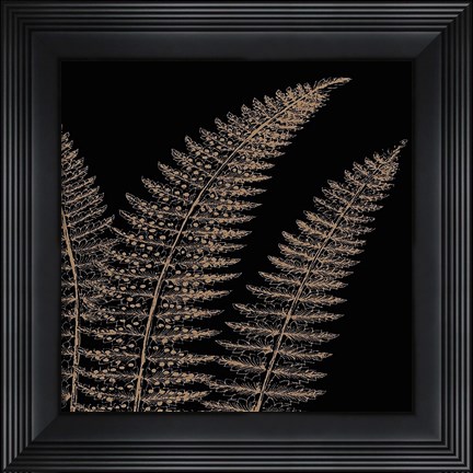 Framed Fern II (on black) Print