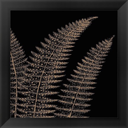 Framed Fern II (on black) Print