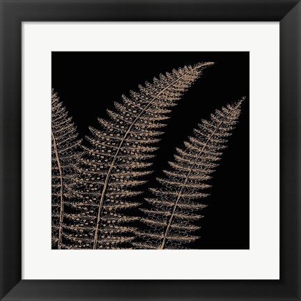 Framed Fern II (on black) Print