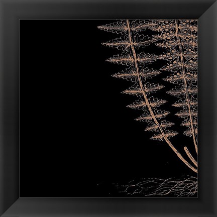 Framed Fern III (on black) Print