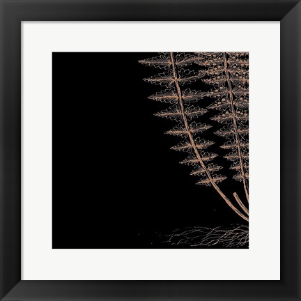 Framed Fern III (on black) Print