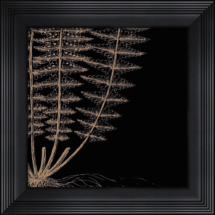 Framed Fern IV (on black) Print