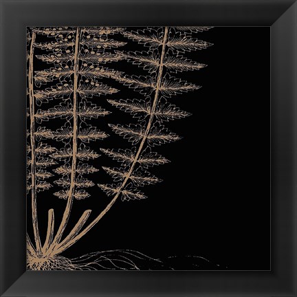 Framed Fern IV (on black) Print