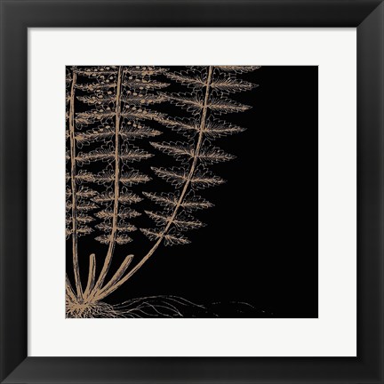 Framed Fern IV (on black) Print