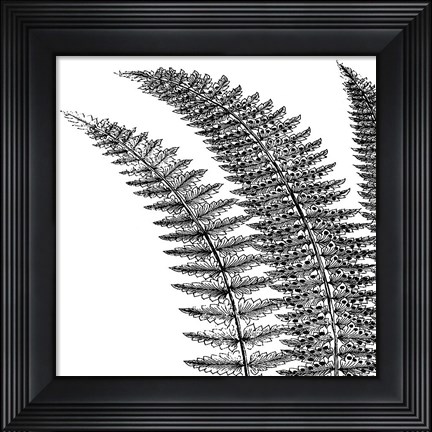 Framed Fern I (on white) Print