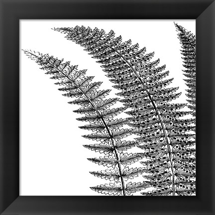 Framed Fern I (on white) Print