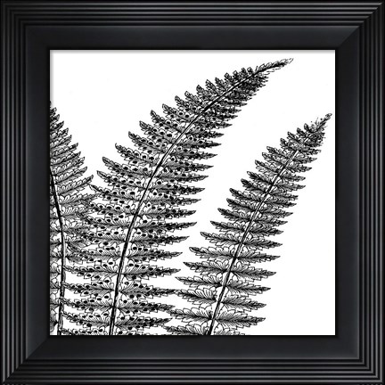 Framed Fern II (on white) Print