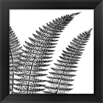 Framed Fern II (on white) Print