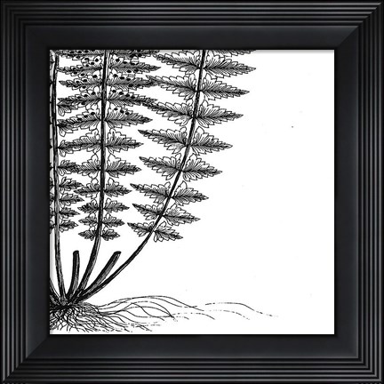 Framed Fern IV (on white) Print