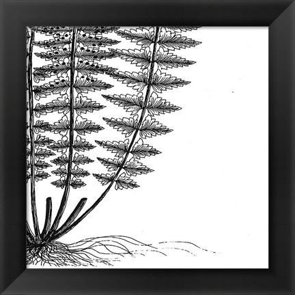 Framed Fern IV (on white) Print