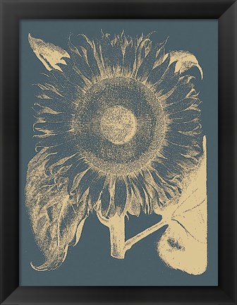 Framed Sunflower 2 Print