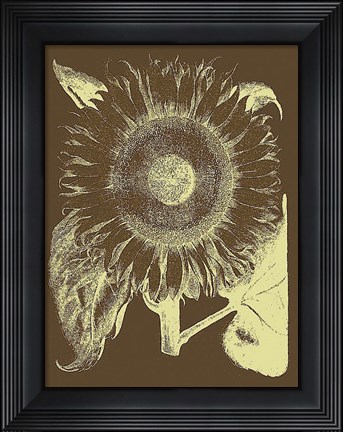 Framed Sunflower 3 Print