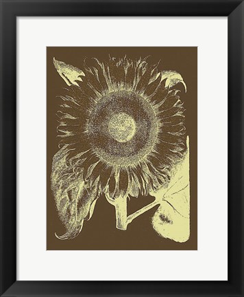 Framed Sunflower 3 Print