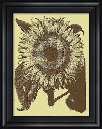 Framed Sunflower 4 Print