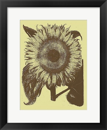 Framed Sunflower 4 Print