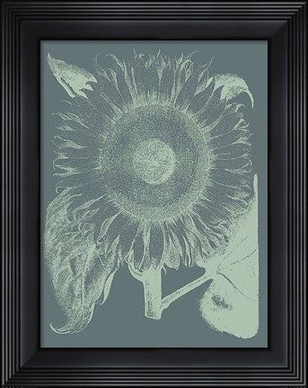 Framed Sunflower 7 Print