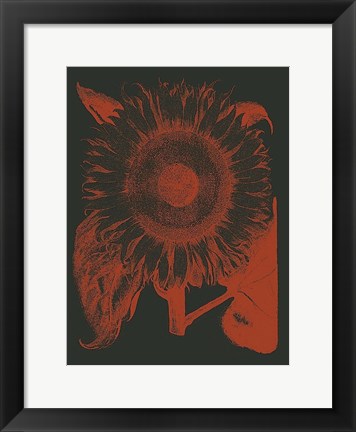 Framed Sunflower 10 Print