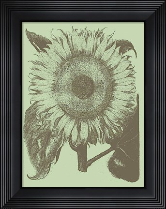 Framed Sunflower 11 Print