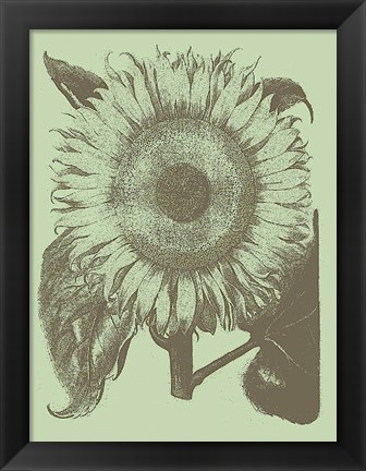 Framed Sunflower 11 Print