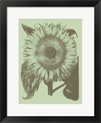 Framed Sunflower 11 Print