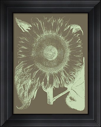 Framed Sunflower 12 Print