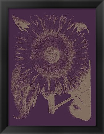 Framed Sunflower 13 Print