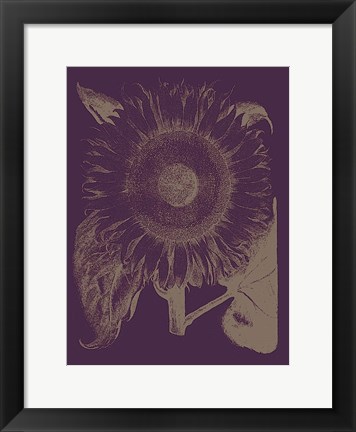 Framed Sunflower 13 Print