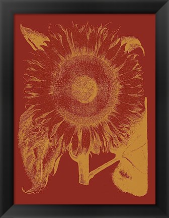 Framed Sunflower 16 Print