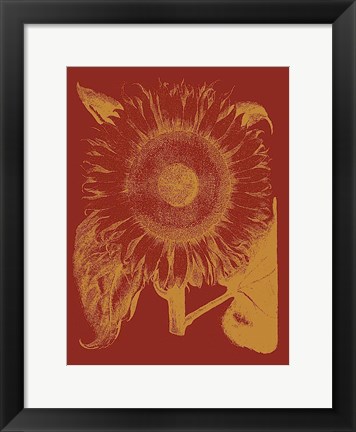 Framed Sunflower 16 Print