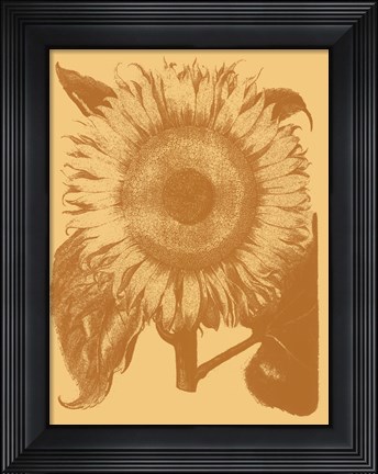 Framed Sunflower 19 Print