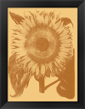 Framed Sunflower 19 Print