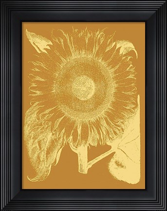 Framed Sunflower 20 Print