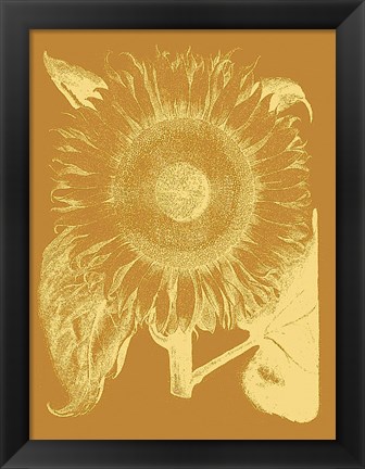 Framed Sunflower 20 Print