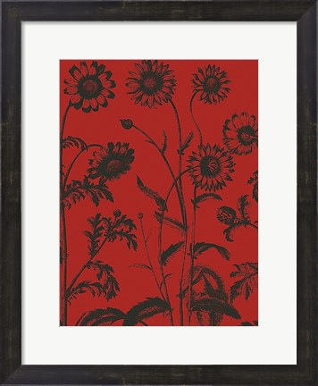 Framed Chrysanthemum 9 Print