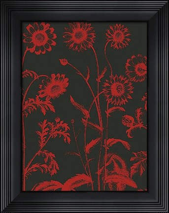 Framed Chrysanthemum 10 Print