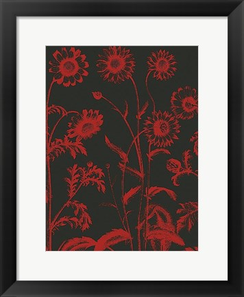 Framed Chrysanthemum 10 Print