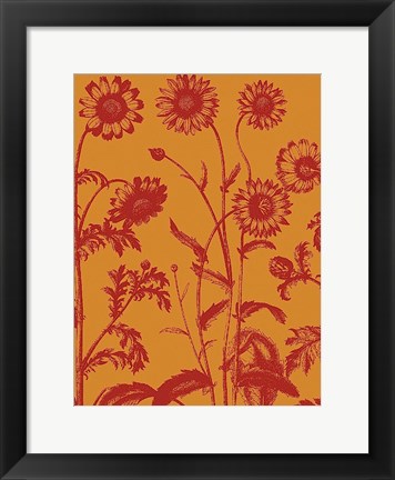 Framed Chrysanthemum 15 Print