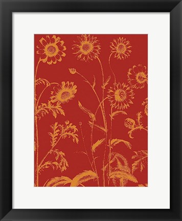 Framed Chrysanthemum 16 Print