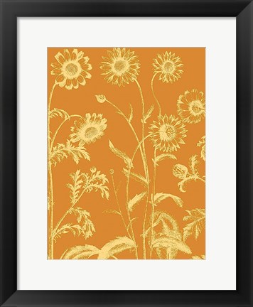 Framed Chrysanthemum 20 Print