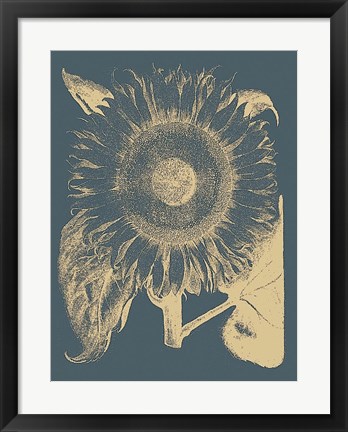 Framed Sunflower 2 Print