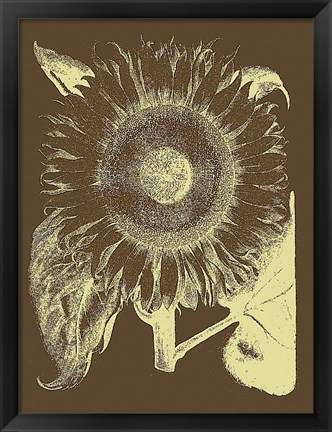 Framed Sunflower 3 Print