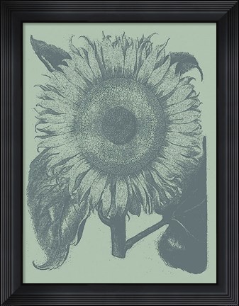 Framed Sunflower 8 Print