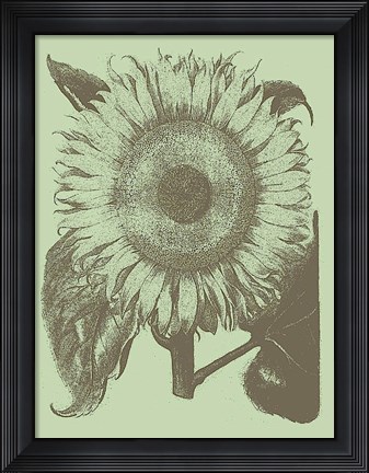 Framed Sunflower 11 Print