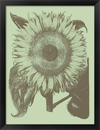 Framed Sunflower 11 Print